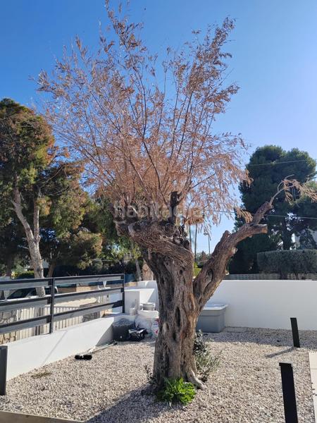 Foto 52d58403-5479-4393-87ee-af5f8b35759b. Chalet estrena tu villa en san juan en La Font-Mezquitas San Juan de Alicante