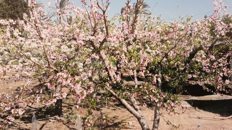 Foto c97e5656-261d-4b0c-b112-ac52ecd1dec3. Xalet amb calefacció aparcament piscina a Alzabares Elche / Elx