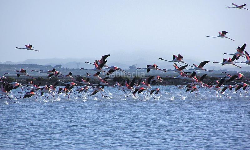 Foto d8b87e95-7312-4e24-9890-3e76226bd365. Pis amb calefacció aparcament piscina a Monte y Mar Santa Pola