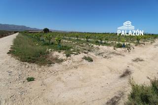 Finca rústica a Crevillente. Finca de cultivo en venta en crevillente alicante