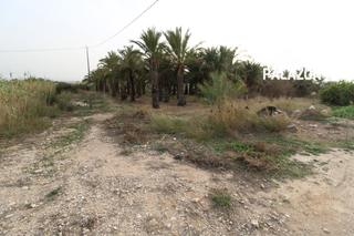 Finca rústica a Crevillente. Parcela rústica en venta en albatera alicante