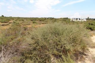 Finca rústica a Crevillente. Parcela de cultivo en venta en crevillente alicante