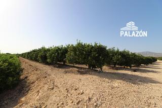 Finca rústica a Crevillente. Finca de cultivo en venta en crevillente alicante