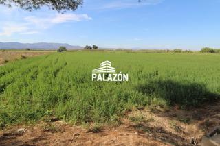 Finca rústica a Crevillente. Finca de cultivo en venta en catral alicante