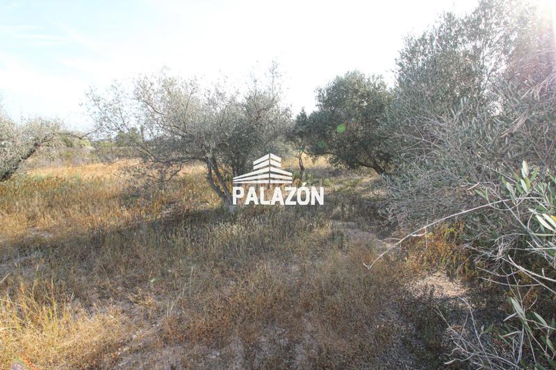 Foto ba1fae17-57ef-445b-88f3-b9a12fca2fb7. Masia a Crevillente