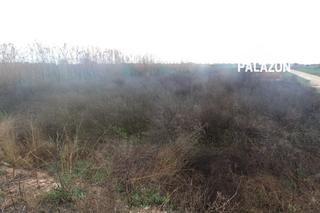 Location Propriété à Crevillente. Parcela rústica en venta en crevillente alicante