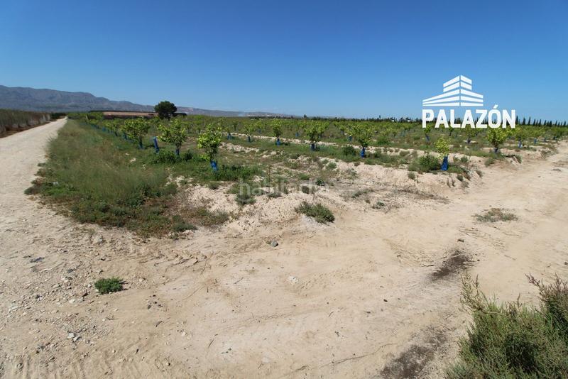 Foto 095816b9-5780-493a-8053-6b55961a13bb. Propriété dans Crevillente