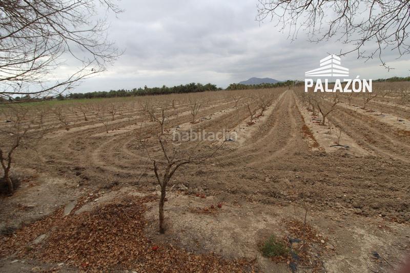 Foto 257f9f73-ee09-4c54-b731-f6520968e5ea. Finca rústica a Crevillente