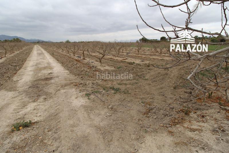 Foto 99168821-d017-4cfc-877a-3487ffd92a6c. Finca rústica a Crevillente