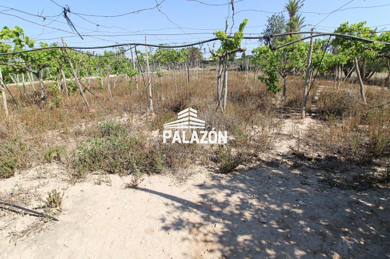 Foto d9ecb98a-da4e-4550-b529-4008c77fce15. Mas dans La Algoda - Matola - Llano de San José Elche / Elx