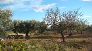 Masia  Partida mas roig. Finca rústica completamente plana y camino asfaltado