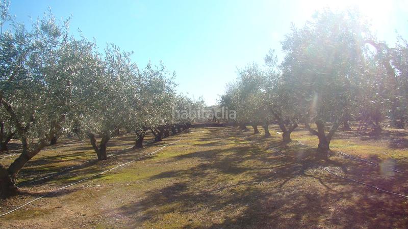 Foto 62d16435-95ca-4ef4-a2a5-1e7cdbb555c6. Mas dans Freginals