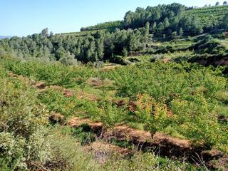 Rural plot  23 parc.. Finca rustica en venta en benifallet