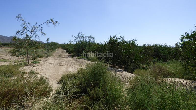 Foto 9e9a8e88-8785-4f09-afd1-39663aa57244. Fondo rustico in Sierra de Carrascoy Alhama de Murcia