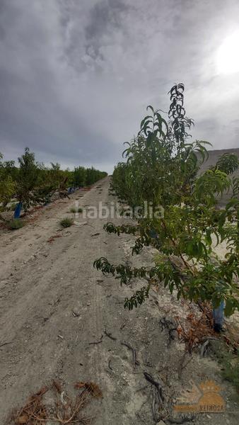 Foto 0220529a-9695-4c9c-886c-82fece0d989b. Finca rústica a El Fenazar - Campotéjar Molina de Segura