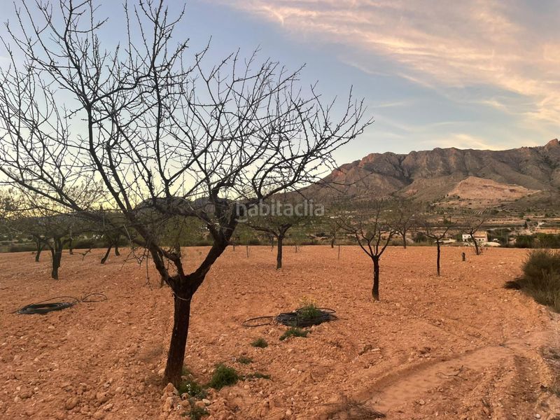 Foto b49d6e0a-e69d-4acf-846d-02684b72ff27. Finca rústica a Abanilla