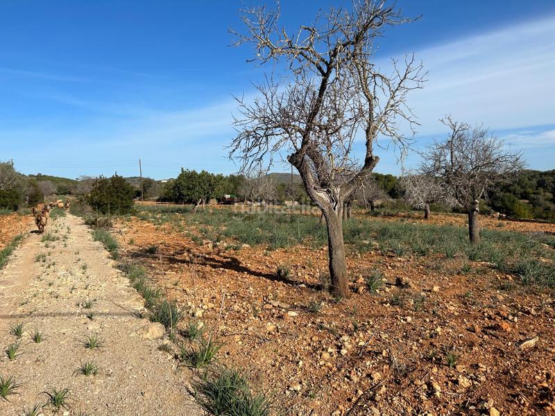 Foto 08885b2e-df00-478c-bfee-f07b028e0ed1. Masía finca rústica en sespinagar. en Manacor centre Manacor