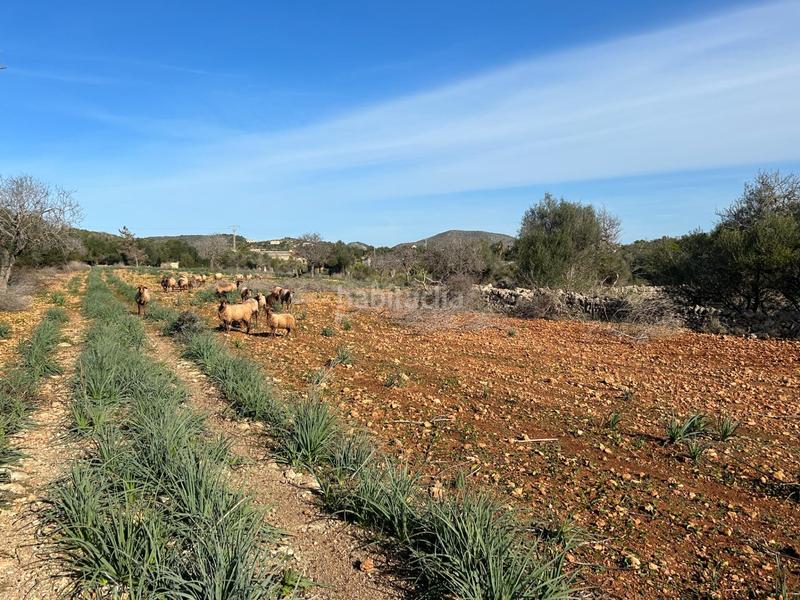 Foto 08bb59cc-ebb6-4cd9-9e34-e0f7cc38b089. Masía finca rústica en sespinagar. en Manacor centre Manacor