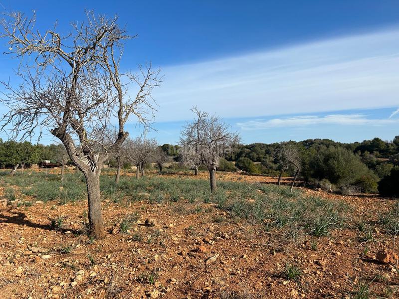 Foto 321aa3f2-2ae4-41b5-b776-b49e2ee17711. Masía finca rústica en sespinagar. en Manacor centre Manacor