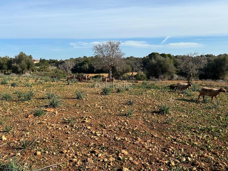 Foto 388b6191-b8e7-495d-9385-f8b5695be13c. Masía finca rústica en sespinagar. en Manacor centre Manacor