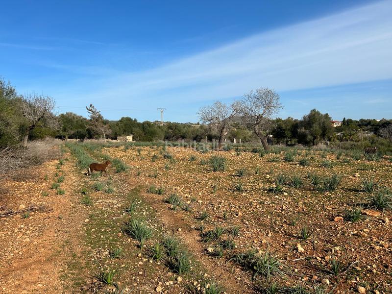 Foto 65d6e8e0-d194-44e5-ba15-724b1e039509. Masía finca rústica en sespinagar. en Manacor centre Manacor