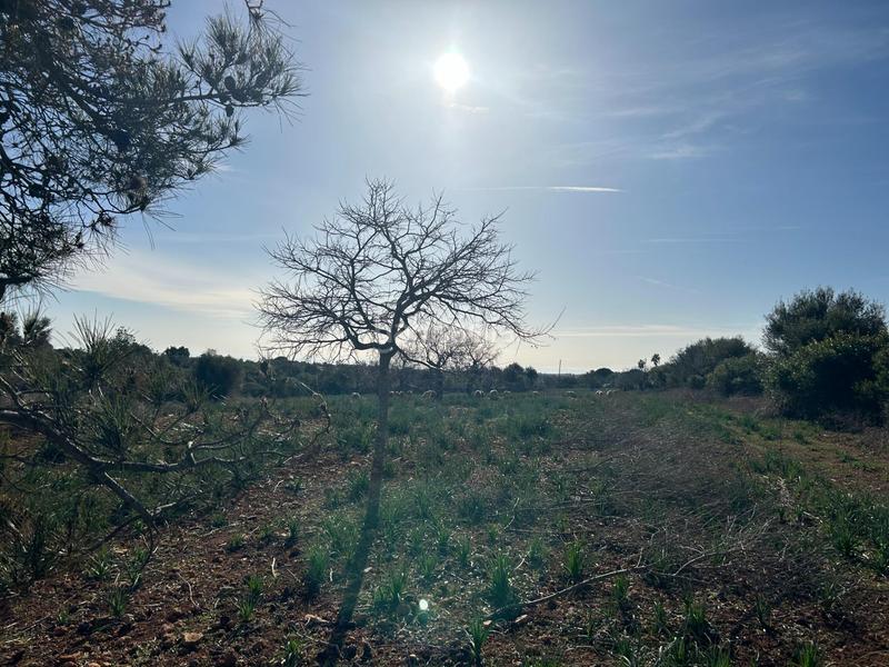 Foto eeb5f365-ba14-4b42-822e-7919ff642057. Masía finca rústica en sespinagar. en Manacor centre Manacor