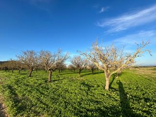 Residential Plot in Porreres. Finca rústica en venta en porreres
