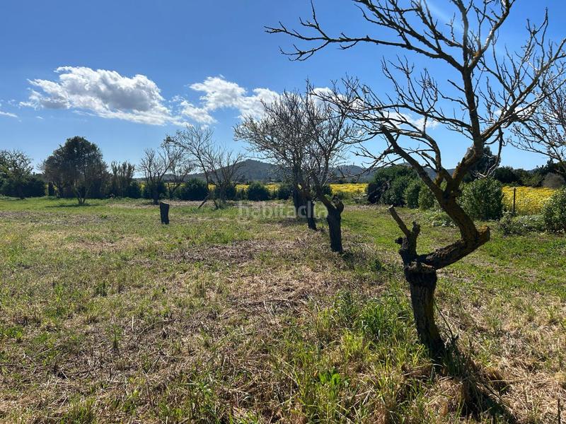 Foto b57fec98-62e7-4c7f-b833-18be9117fcf4. Rural plot in Porreres