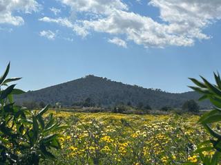 Rural plot in Porreres. Huerto en venta a las afueras de porreres