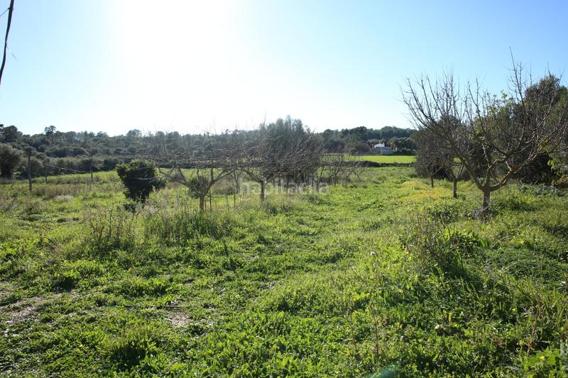 Foto dbfe68be-84e5-4b8f-8d48-be7865736dcc. Bauernhof in Sant Joan