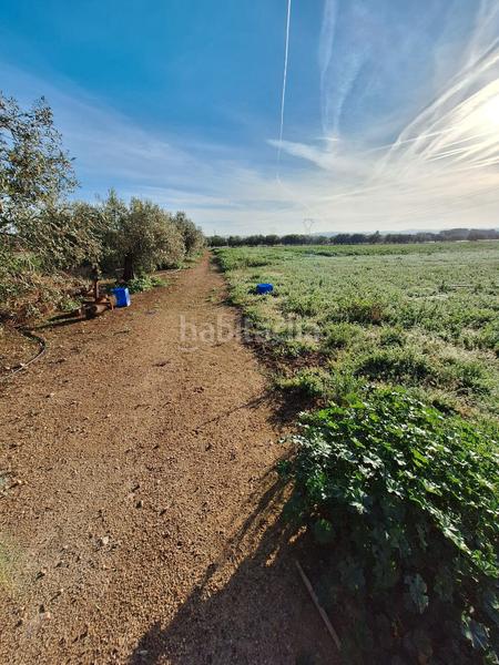 Foto 64d4f2a6-d8ae-42e2-ab81-be2ca2fc1e4f. Fondo rustico in Santa Oliva