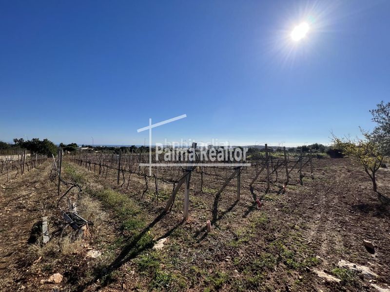Foto a2a8a398-0ea5-4c27-a9cd-4ffc902c78a8. Wohngrundstück in Son Servera poble Son Servera