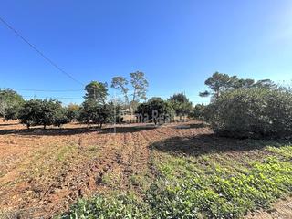 Fondo rustico in Algaida