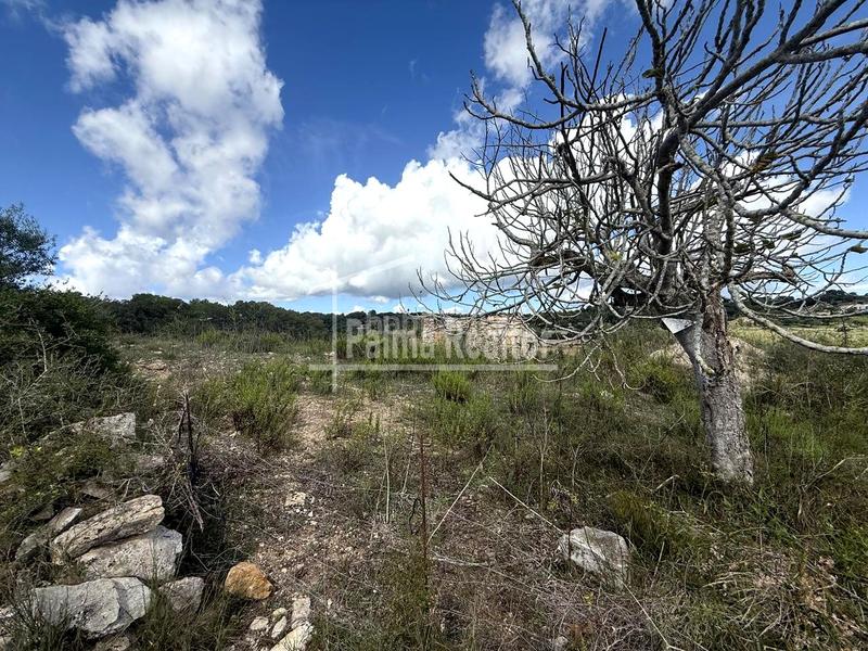 Foto 182f0140-cf45-4129-9581-b0faad47b211. Masia a Zona d´Interior Son Servera