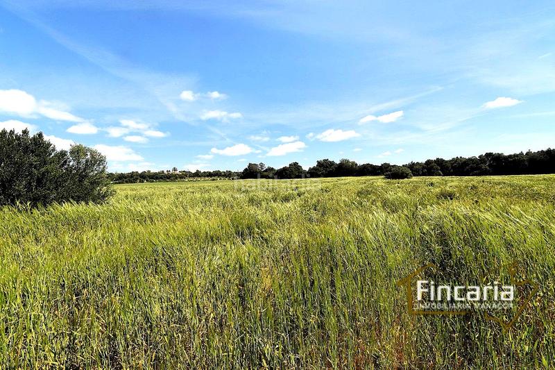 Foto 20926872-1921-4809-b18f-eaa6ab98ef7b. Terreny residencial a Felanitx poble Felanitx