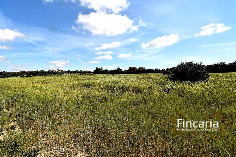 Foto 8ef40be8-5764-430f-9ebc-0806a6a48d3d. Terreny residencial a Felanitx poble Felanitx