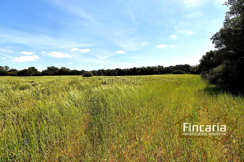 Foto a0769ff4-6dbb-4d8b-a476-58f01e92edf8. Terreny residencial a Felanitx poble Felanitx