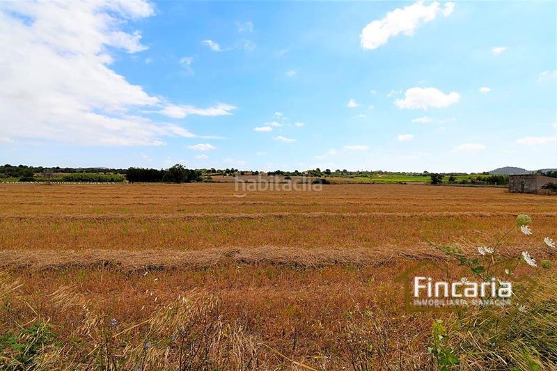 Foto 18f3f179-adf5-4c7f-b935-e5ac1217f7ce. Finca rústica venta de finca rústica urbanizable en Manacor