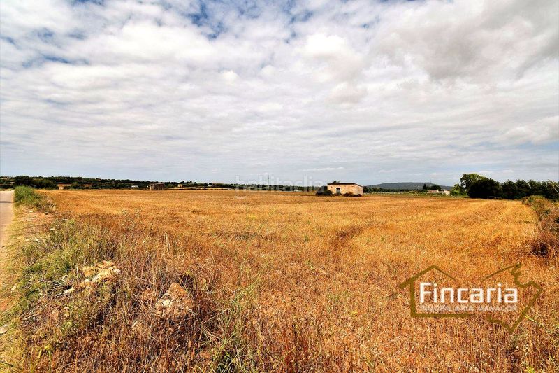 Foto 1b7920a1-51b6-4f07-98d6-d1acf6a9978b. Finca rústica a Manacor centre Manacor