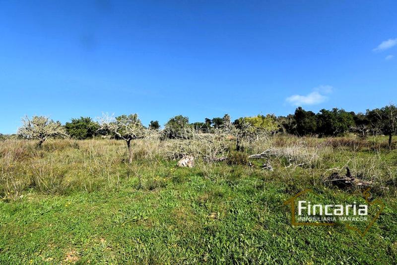 Foto 09e8d818-530a-4423-85e5-0674fcfce3ad. Terreny residencial a Manacor centre Manacor