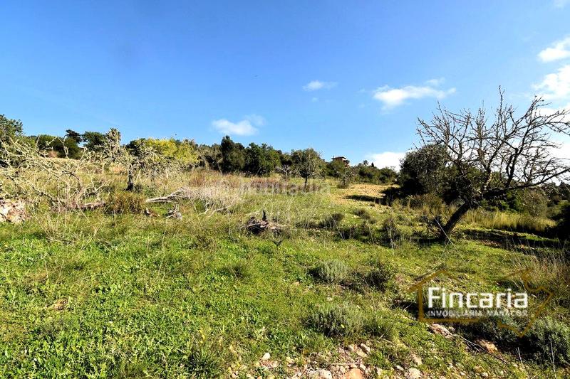 Foto aa8ba069-4d86-4a48-b507-c7986be79f3d. Terreny residencial a Manacor centre Manacor