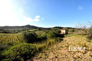 Terreny residencial  Camí de son cladera. Venta de finca rústica urbanizable en son macià