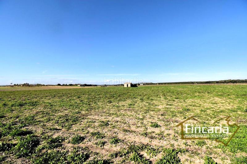 Foto 5fdbfc66-e9f8-4e47-a736-06b2f3d4ced5. Terrain résidentiel dans Felanitx poble Felanitx