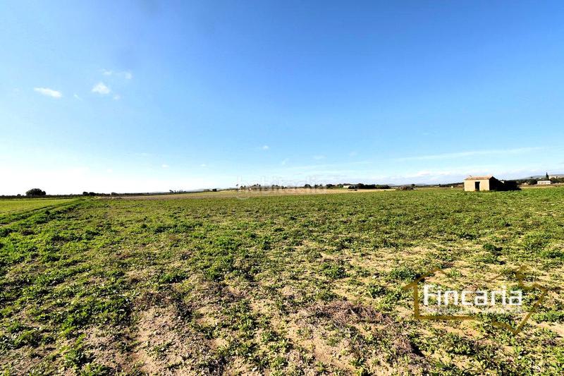 Foto c8a30154-6f52-4948-aa7e-8a805b0caecd. Terrain résidentiel dans Felanitx poble Felanitx