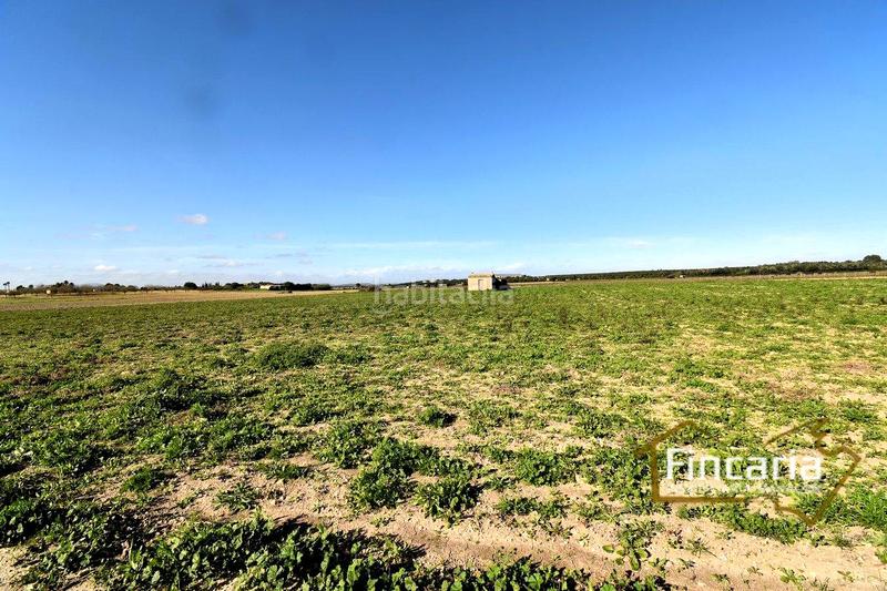 Foto f4ed29ad-5f4b-40e4-b851-47aafd9450d1. Terrain résidentiel dans Felanitx poble Felanitx