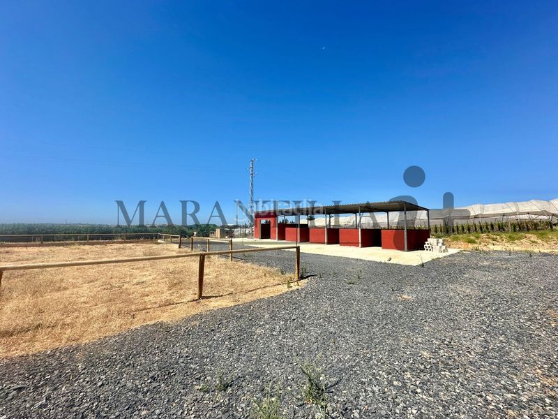 Foto 73f859e1-9462-4e84-a3d6-6973b01593a2. Finca rústica a Lepe