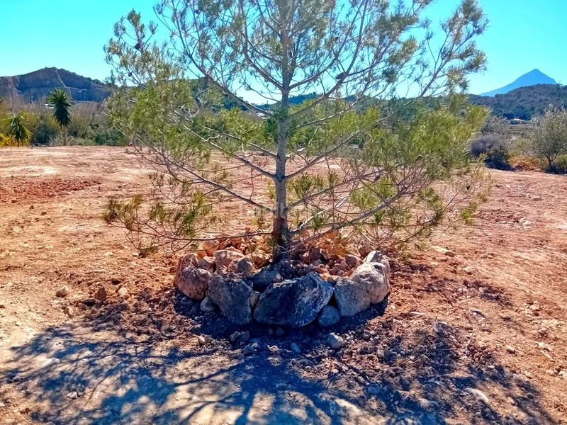 Foto a2af849c-f52b-4ca9-8494-605032dac353. Finca rústica a Altea la vella Altea
