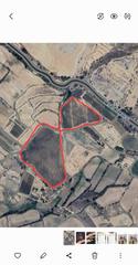 Terreny residencial a Castellser. Plantacin de olivos