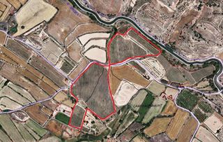 Propriété à Castellserà. Plantación de olivos