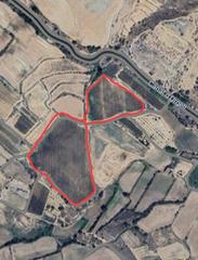 Terreny residencial a Castellserà. Plantación de olivos